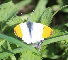 Anthocharis cardamines