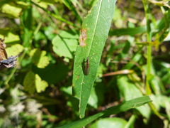Cheilotrichia