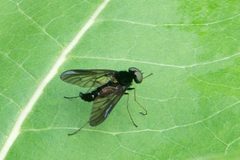 Chrysopilus connexus