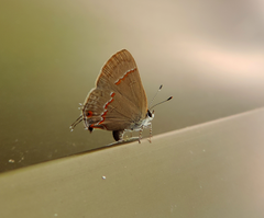 Electrostrymon endymion