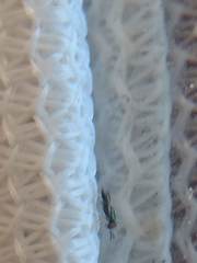 Closterocerus chamaeleon