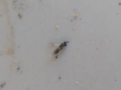 Closterocerus chamaeleon