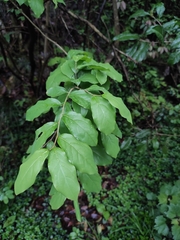Lindera glauca