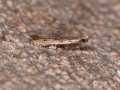 Monochroa absconditella