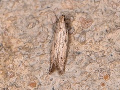 Monochroa absconditella