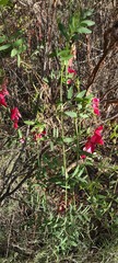 Lathyrus splendens