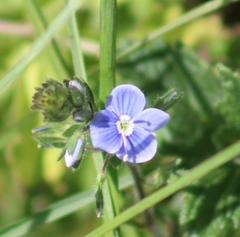 Veronica chamaedrys