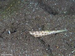 Terebra corrugata