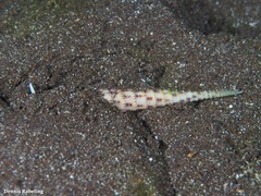 Terebra corrugata