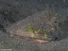 Conus canariensis