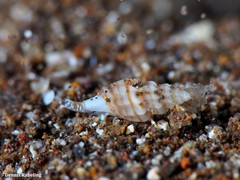 Mangelia costulata