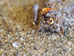 Tinea niveocapitella