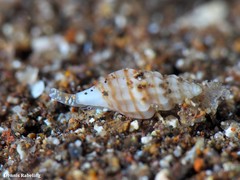 Mangelia costulata