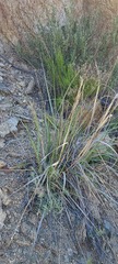 Nolina bigelovii