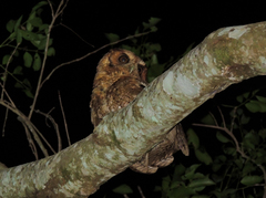 Megascops sanctaecatarinae