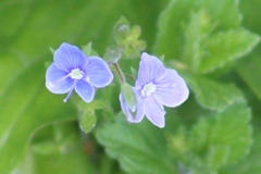 Veronica chamaedrys