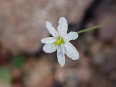 Meconella denticulata