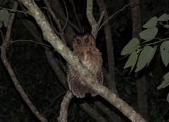 Megascops atricapilla