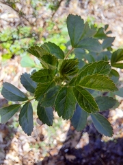 Rosa multiflora