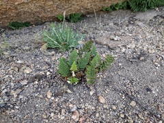 Myriopteris clevelandii