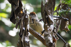 Sylvia atricapilla