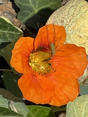 Microcentrum californicum