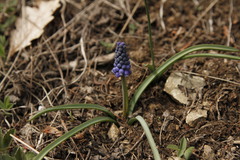 Muscari armeniacum