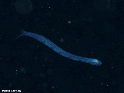 Atlantic Lizardfish