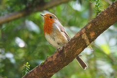 Erithacus rubecula