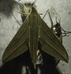 Xylophanes aristor