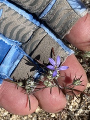Eriastrum filifolium