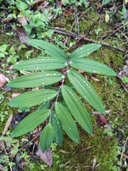 Polygonatum filipes