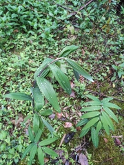 Polygonatum filipes