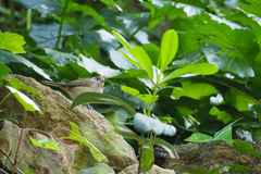 Sylvia atricapilla