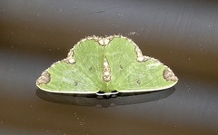 Chavarriella semiornata