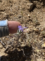 Eriastrum filifolium