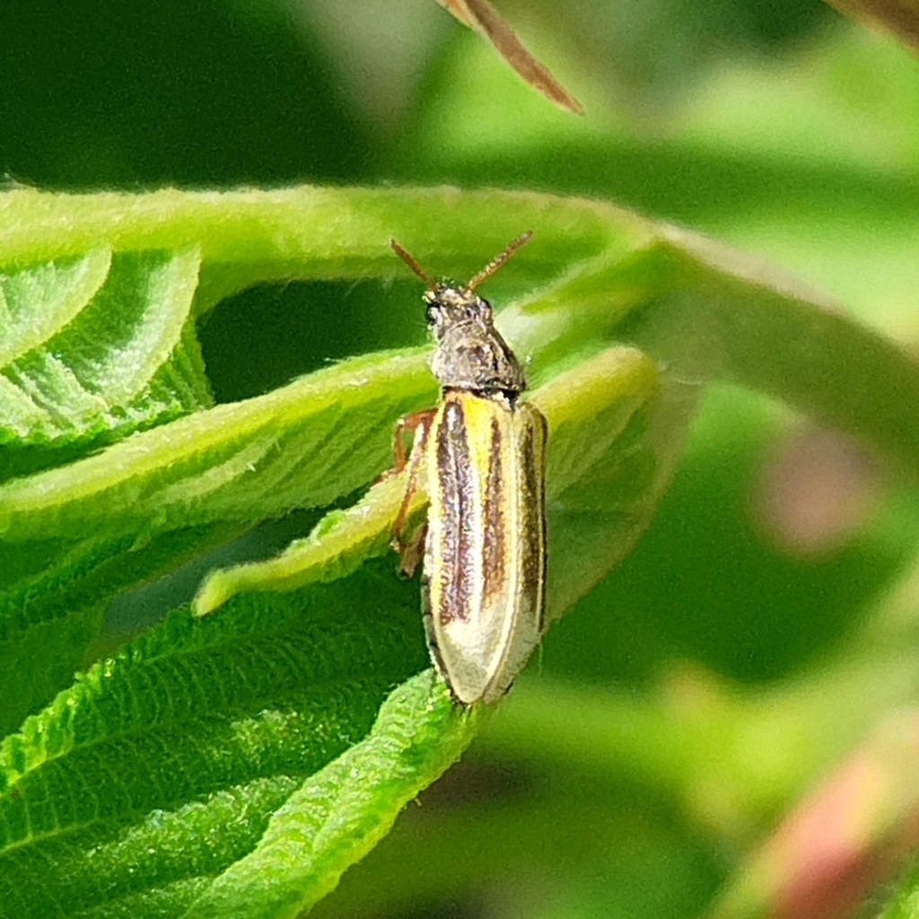 Astylus subdisjunctus