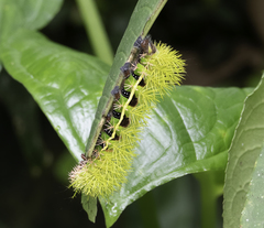 Leucanella viridescens