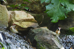 Carduelis carduelis