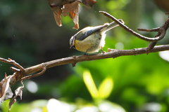 Cyanistes caeruleus