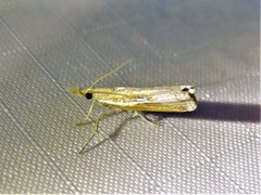 Fissicrambus intermedius