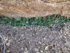 Myriopteris clevelandii