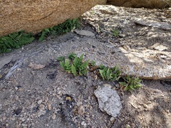 Myriopteris clevelandii