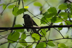 Aegithalos caudatus