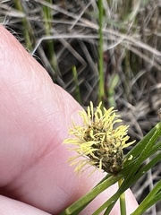 Fuirena scirpoidea