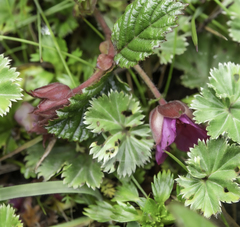 Alchemilla orbiculata
