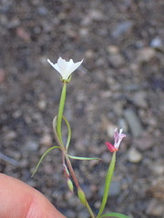 Clarkia epilobioides
