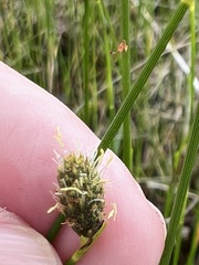 Fuirena scirpoidea