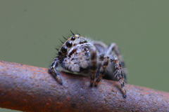 Phidippus putnami