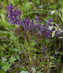 Neobartsia laniflora